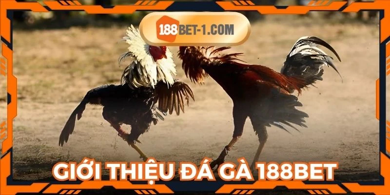 Đá gà 188BET luôn khiến nhiều người xem hài lòng
