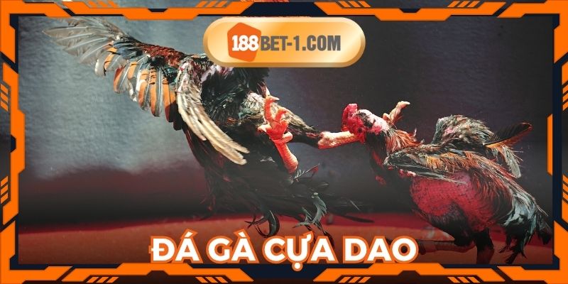 Đá gà cựa dao mang tính sát thương cao
