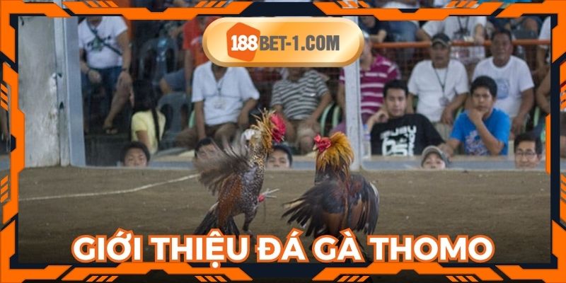 Đá gà thomo là hình thức cá cược online quen thuộc hiện nay