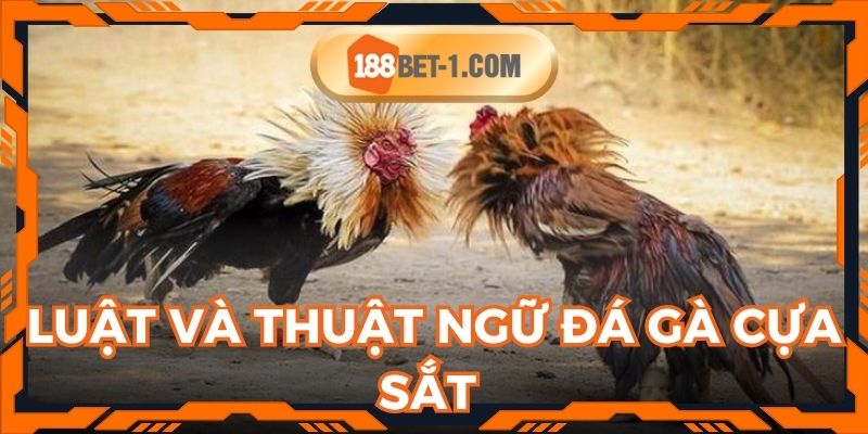 Thông tin chi tiết về luật và thuật ngữ khi chơi đá gà