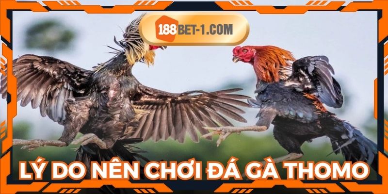 Người tham gia dễ dàng chơi đá gà online tại 188BET