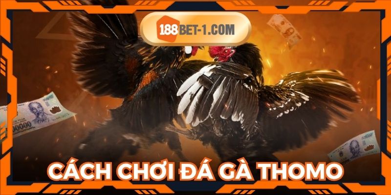 Tham khảo cách chơi đá gà thomo khi tham gia 188BET