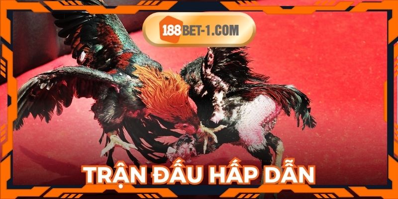 Trực tiếp đá gà mang đến trận đấu hấp dẫn